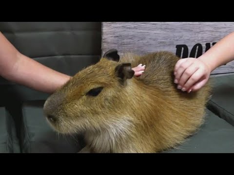 YouTube video thumbnail: Capybara Cafe in St. Augustine Helps Other at-Risk Species in Florida