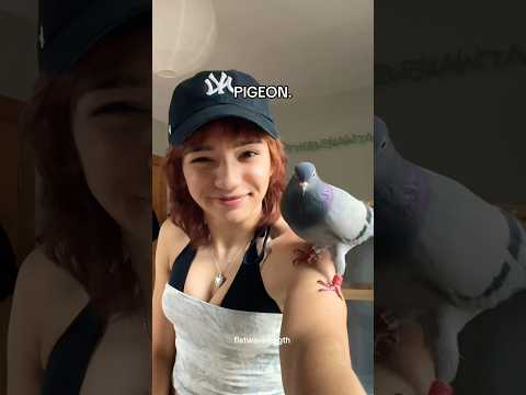 the real price of having a pet pigeon