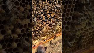Bee apprenticeship… got to see one being born… #bees #homestead #thrivesurvival #savethebees