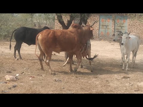 Three Cute Couples Create a lovely Scene