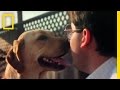 Understanding Dog Breeds and Their Roles
