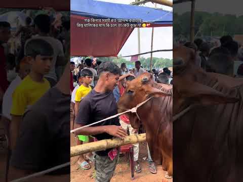 গরু কিনে সবাই কত আনন্দ করছে ; কিন্তু মালিকের মনে কি চলছে তা কেউ জানেনা🙂❤️‍🩹 #sad #eiduladha #eid