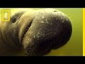 Manatee Conservation and Research