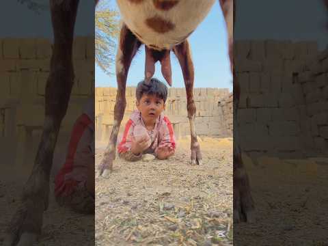 Kuttiya ke bacchon per rehm#allah#yt#shorts#video#foryou#viralvideo#trending