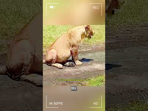 El parto de la leona #curiosidadesanimales #animales #animalesalvajes #wildlife  #animals