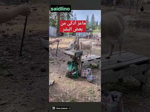 ماعز أذكى من البشر