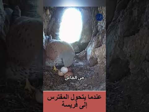 عندما يتحول المفترس إلى فريسة