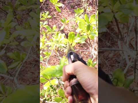 Hunting deer with single handed #hunting #deer#moose#chasse