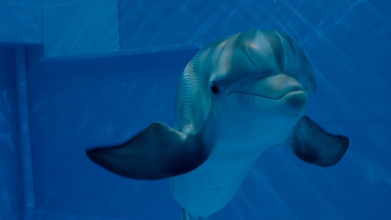 Mano draugas delfinas 2 Anonso santrauka