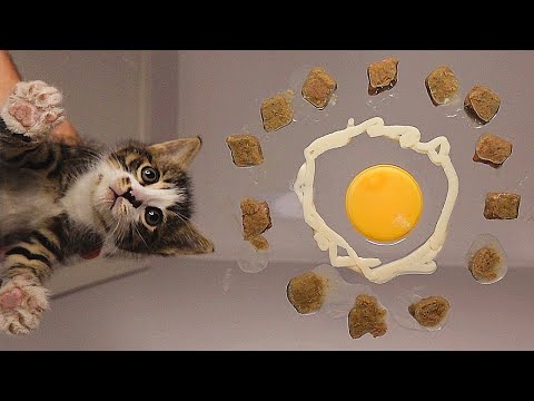 Kitten Eating Egg Yolk, Creamy Treats and Wet Cat Food ASMR