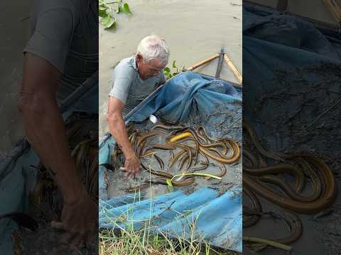 Trapping giant eels fish with survival skills