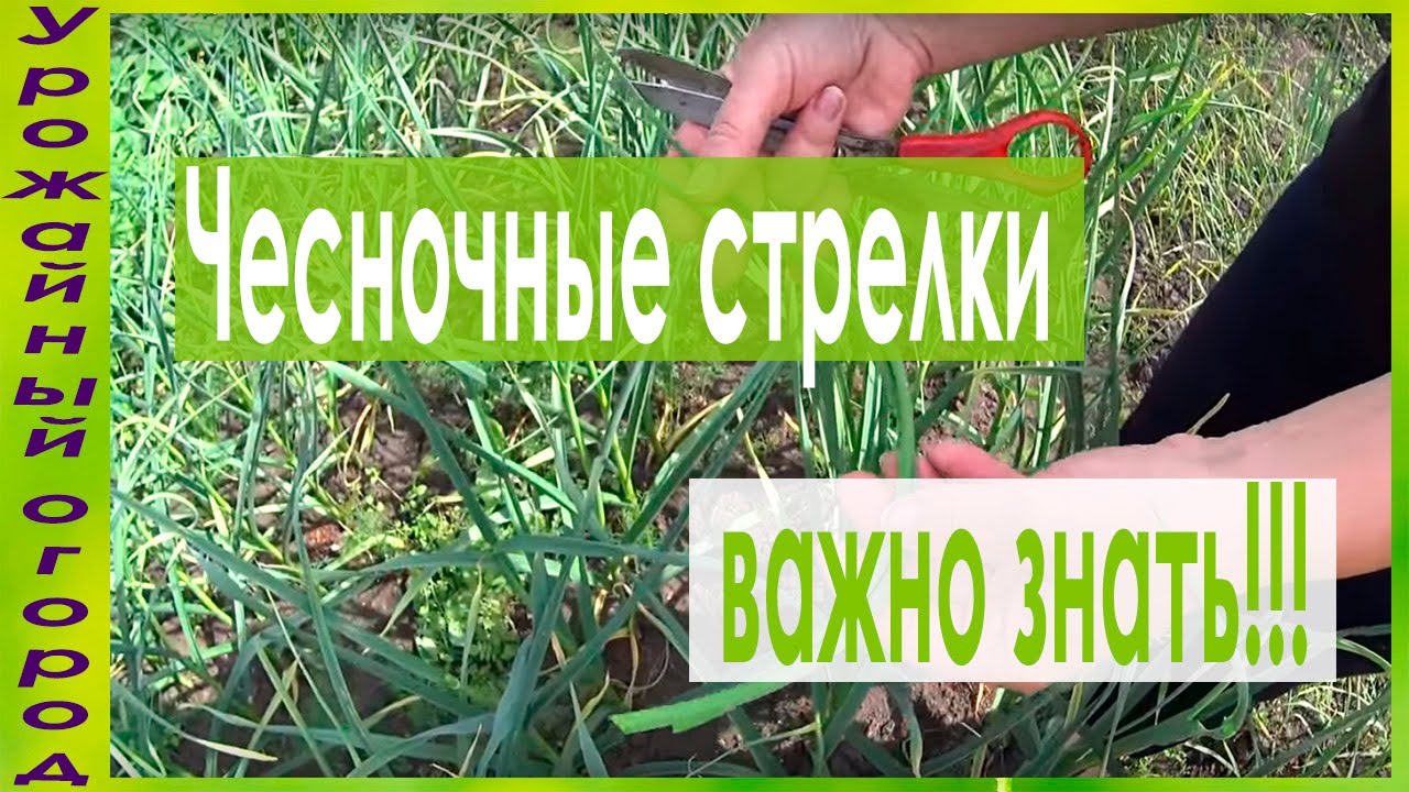 Выращивание чеснокакак правильно удалять стрелки
