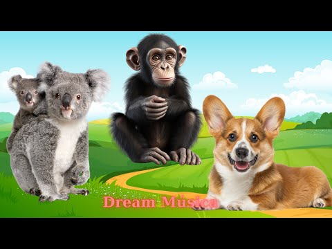 Cute Little Animals: Koala, Chimpanzee, Dog, Guinea Pig - Animal Videos