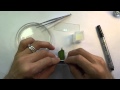 Leaf Preparation and Microscopic Observation