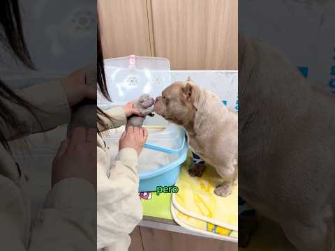 The cutest dog is about to give birth #animals #pets #shorts