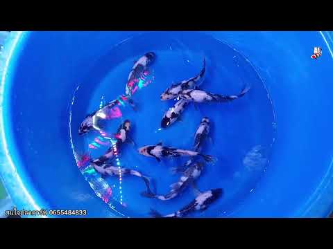 ปลาคาร์ฟสายพันธุ์ซีโร่ancปลาค [1] 