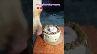 Celebrating dog’s birthday in Mauritius 🇲🇺 