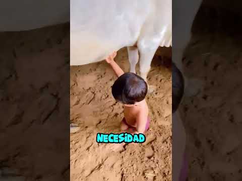 Leche fresca directo de la vaca (@nelore_nordeste)