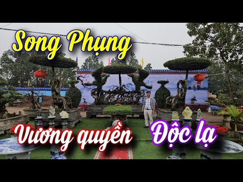 SH.10076. Bất ngờ trước bộ chơi rất độc đáo. SONG PHỤNG VƯƠNG QUYỀN. Hàng hiếm gặp trong làng cây.