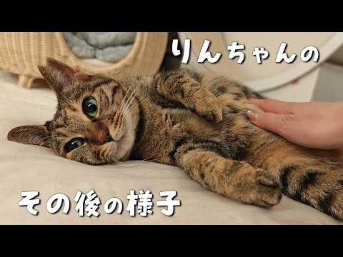 夜になるとたくさん鳴いてしまうりんちゃんに変化がありました