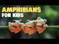 Amphibians: A Double Life