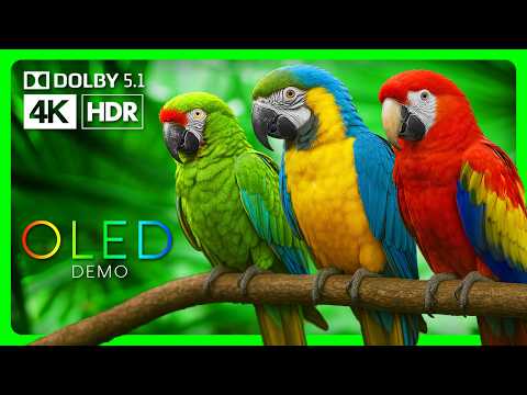 Vibrant Macaw Parrots in 4K HDR 60fps | OLED TV HDR Color Demo