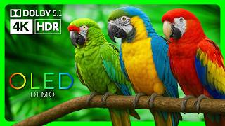 Vibrant Macaw Parrots in 4K HDR 60fps | OLED TV HDR Color Demo