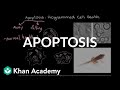 Understanding Apoptosis