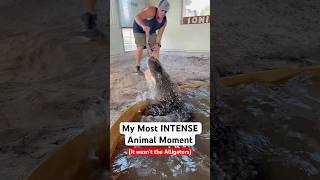 My Most INTENSE Animal Moment (It wasn’t the Alligators) 😱🦍#shorts #gorilla