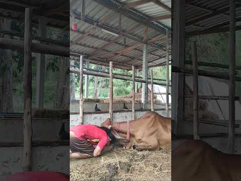 นอกจากพ่อแม่ พี่น้อง ก็วัวควายที่ทำให้เราประสบผลสำเร็จ #comedy #กตัญญู #วัว #viral #ฟีด