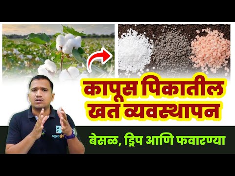 कापूस खत व्यवस्थापन संपूर्ण माहिती | kapus khat niyojan | cotton fertilizer management #bharatagri