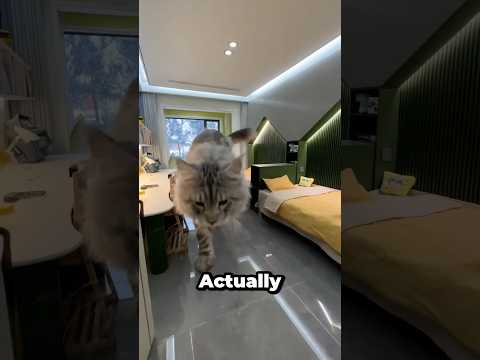 This house is crazy! 🏠