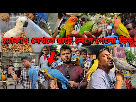 ম্যাকাও পাখির দাম ?_টিয়া পাখির বাচ্চা এসেছে_মিরপুর ১ পাখির হাট_Mirpur 1 pakhir Haat_Macaw price BD