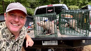 Trapping Critters Gone Wild: Protecting a Business from Animal Damage. 