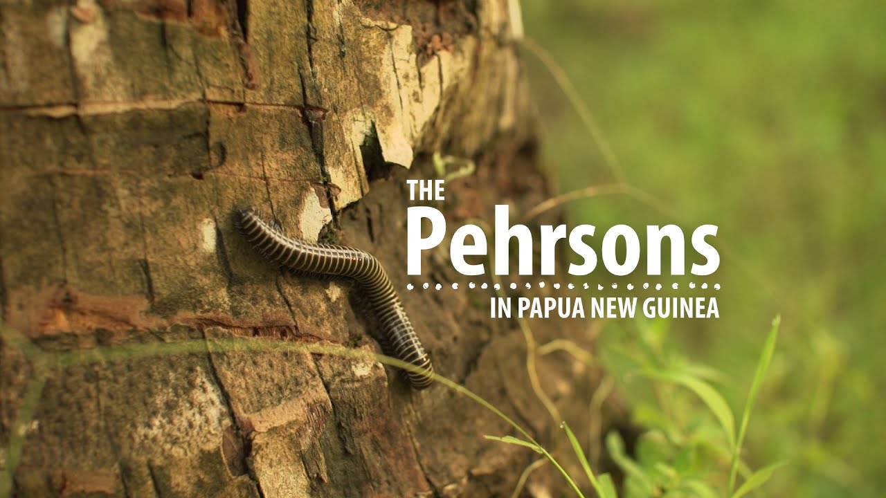 The Pehrsons in Papua New Guinea