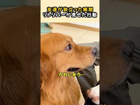 別れの意味を知ったリトリバー #犬 #動物