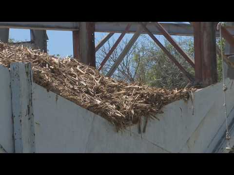 YouTube video thumbnail: Sugar Harvest in Limbo as Industrial Action Drags on