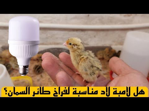 هل لامبة لاد مناسبة لفراخ طائر السمان؟