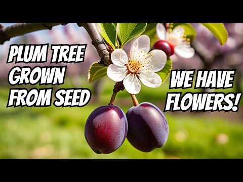 How to Grow a Plum Tree from Seed - Flowering at 74 Months!