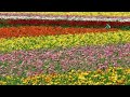 Christina Stembel and Farm Girl Flowers