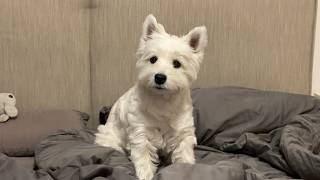 베를린 사는 웨스티 | 밤에 우리 이러고 놀아