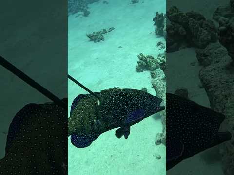 Deep Spearfishing for Hawaii Grouper! #fishing #spearfishing