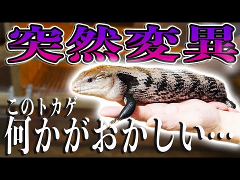 爬虫類ショップの社長の家に潜入したら日本で1匹しかいないとんでもないトカゲを発見！！！！
