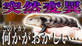 爬虫類ショップの社長の家に潜入したら日本で1匹しかいないとんでもないトカゲを発見！！！！