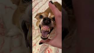 Funny Jack Russell Terrier #jackrussellterrier #Jrt #Dog #dogs  #Funny #shorts #youtubeshorts