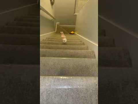 Ballerina Capuchina Falls Into The Backrooms