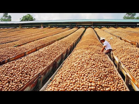 No creerás COMO se PRODUCE la NUEZ y COMO se PELA industrialmente🌰