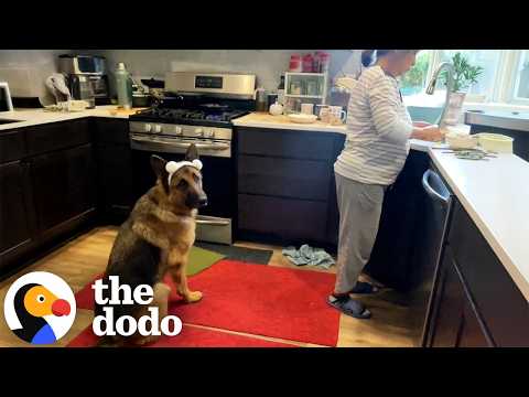 Senior German Shepherd Loves to Bring Grandma Her Slippers | The Dodo