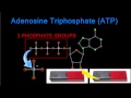 ATP and ADP Energy Concepts