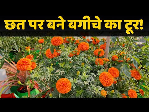 गार्डन टूर | Terrace Garden Tour Video And Plant Growth Update With Winter Gardening Tips In Hindi